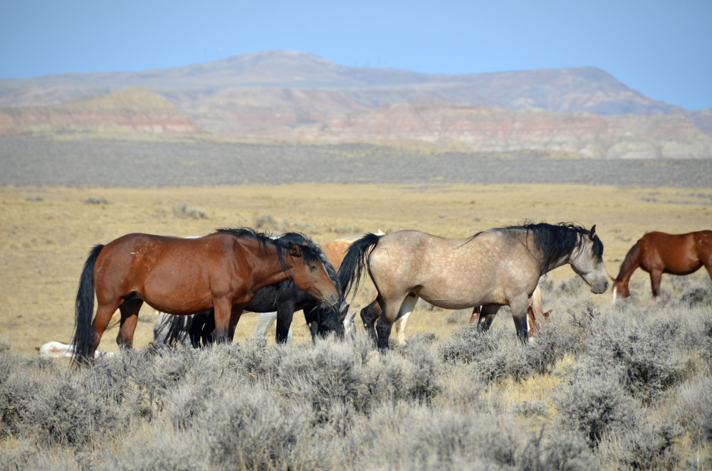 Wild Mustangs in Wyoming