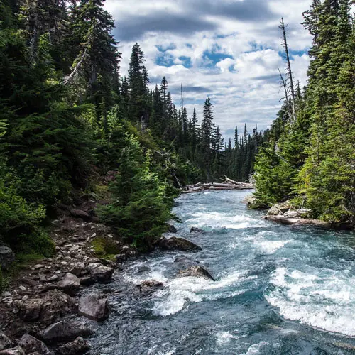 Wide river winding through a dense green forest with sunlight reflecting on the water surface creating a peaceful and inviting atmosphere